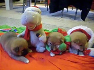 chiots shiba  30 jours 2