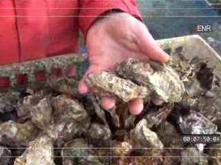 Dessine-moi un Métier : Comment on devient Ostréiculteur ?