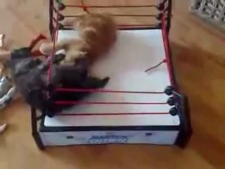Deux chatons font du catch sur un ring