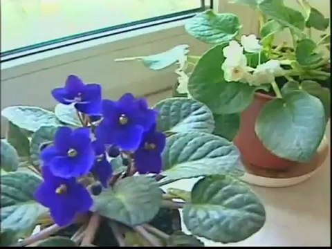 Совершенно секретно - Дети Вождей