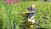 How To Remove Lily Pads, Lilly Pad Cutter