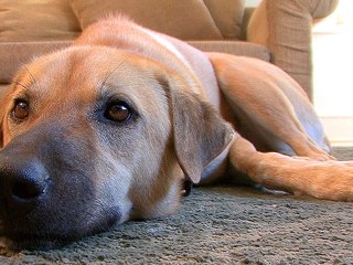 Understanding Canine Allergies
