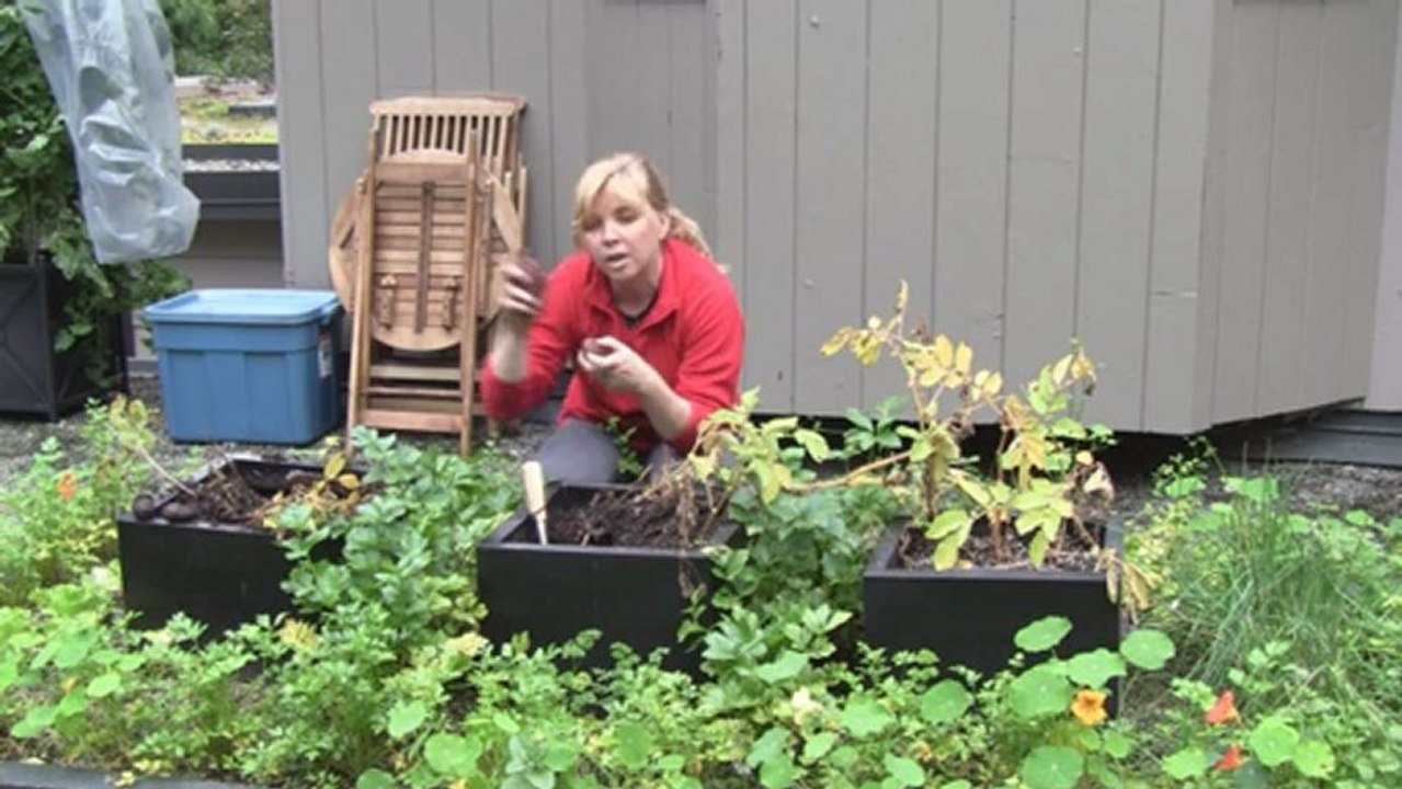 Dec/14/12 Senga's Vlog - How To Harvest Potatoes