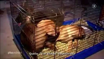 Hunde unterm Weihnachtsbaum