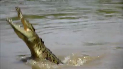 jumping crocodiles