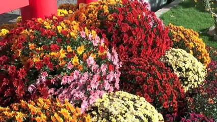 CHRYSANTHEMA - LAHR (Allemagne)