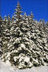 Chorale Noël Victor Angèle  2012    2 3 4