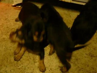 Chiots Aube 2