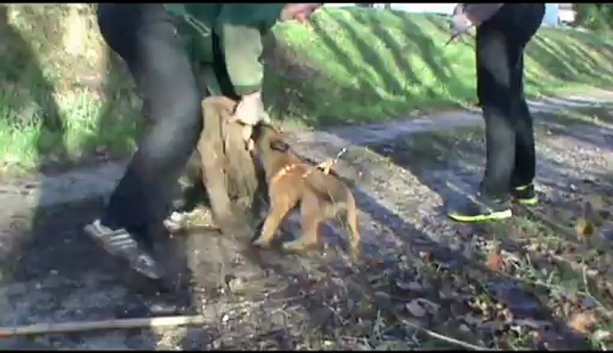 chiot forza