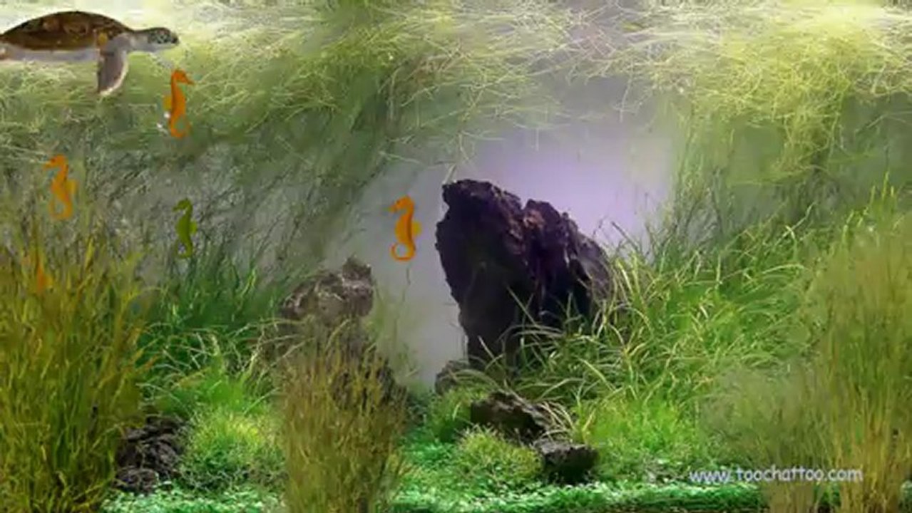 Screensaver aquarium La tortue et les hippocampes