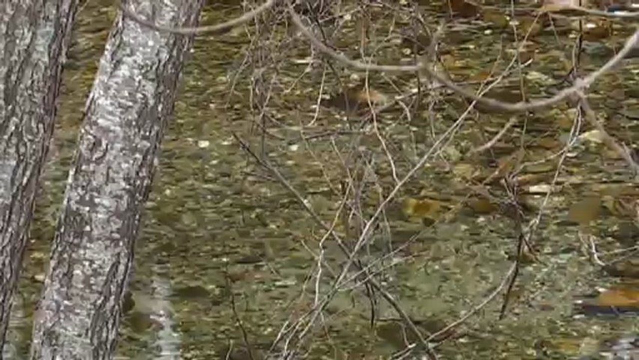 Une frayère en eaux acides