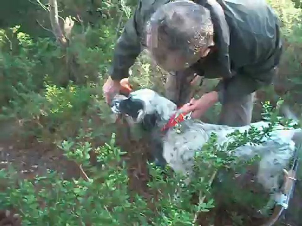 chasse aux faisans cirka et bilou 001 samedi matin