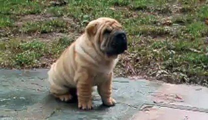 HONSHU HALLIGEN JET LAGGED DES MING WAY