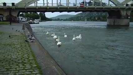 Les cygnes de neuville sur saône