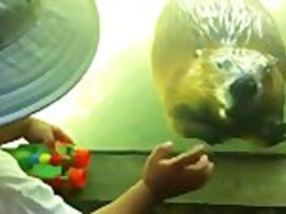 Friendly Beaver Waves Back