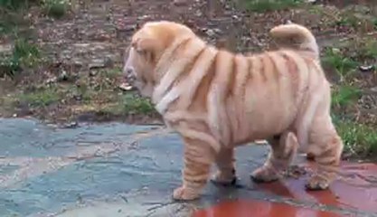 HOEDIC HONG-KONG MAIDEN FLIGHT DES MING WAY