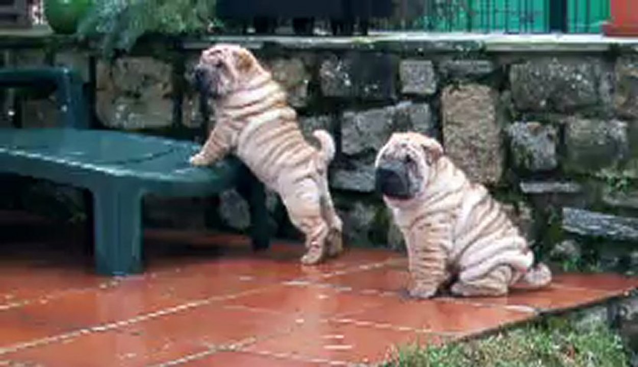 HAGEN HONOLULU SKYJACKER