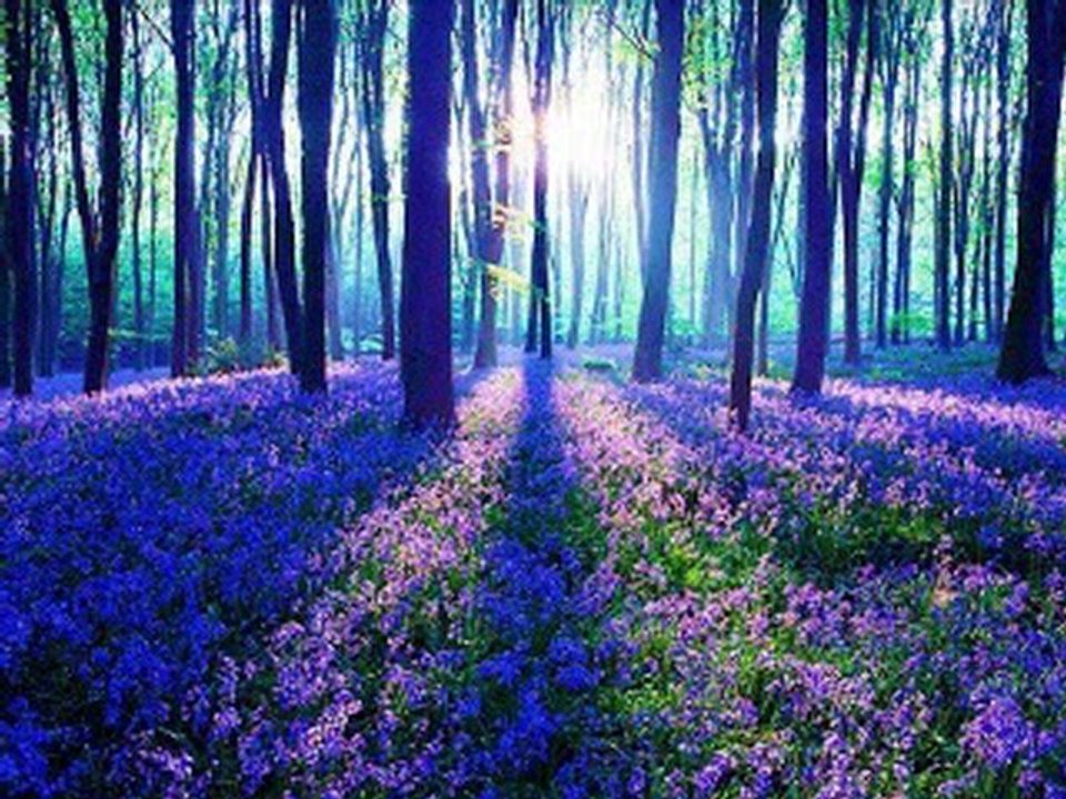 Les débuts du Detecteur de Polarité Yin-Yang .