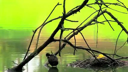 Travelling vélo à  Villeneuve d'Ascq