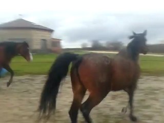 Elevage kébévoa - troupeau pature dec2012