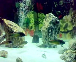 Tropheus Red Reinbow