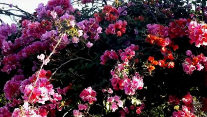 Max Lauret - mon vieux papa