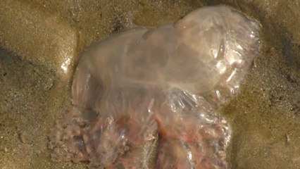 Atlanticleak - Un tout petit monde