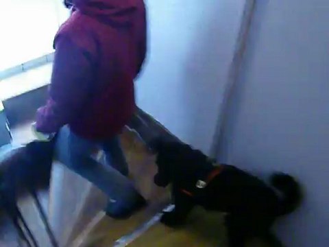 CANI CLASS Education Canine, Mon chien attend en haut des escaliers