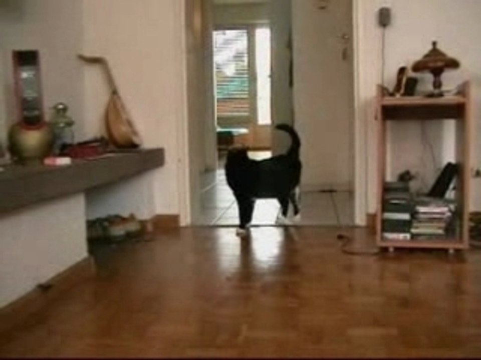My Speedy Cat