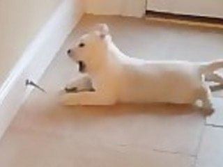Puppy Vs. Doorstop