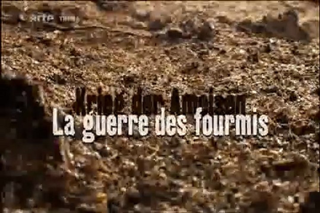 la guerre des fourmis