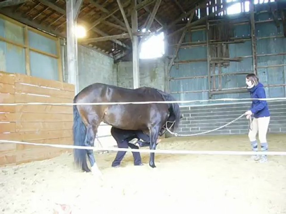 Talar 16/12/12, première séance d'appentissage de la révérence.