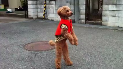 Un chien se promène sur deux pattes - The Appli gratuit sur l'apple store