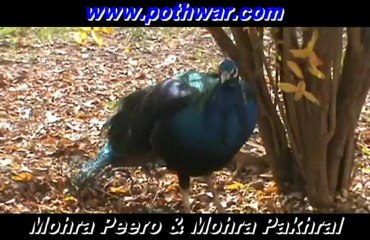 Discover the Beautiful Mohra Peero & Mohra Pakhral Tour 🌄