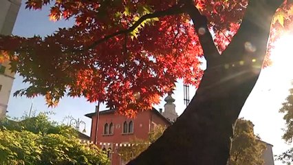 scricchiolii nel 5 stelle bellunese