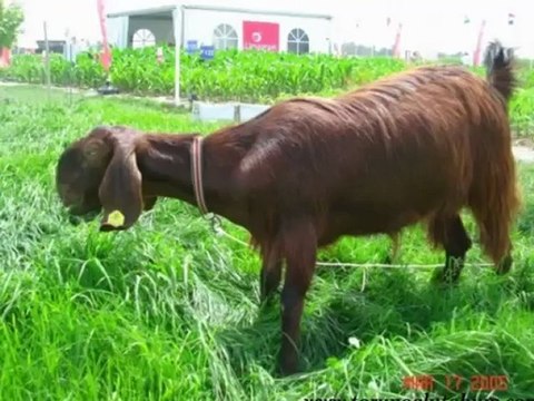 Halep kecisi satuılık,halep kecisi verimi,halep kecisi süt verimi