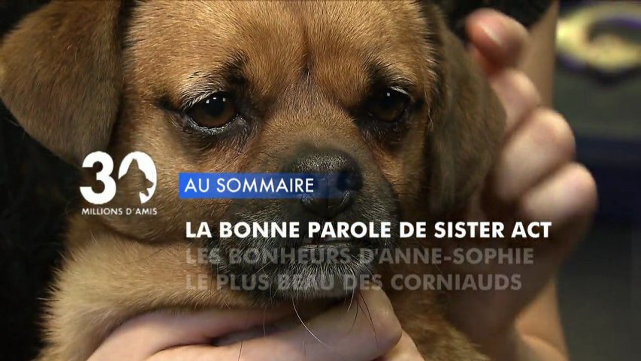 Sommaire émission 30 Millions d'Amis 22/12/2012