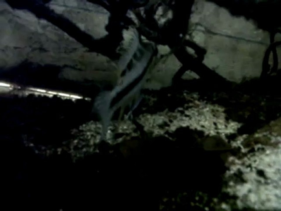 nage_libre_cacatuoides2.mpeg