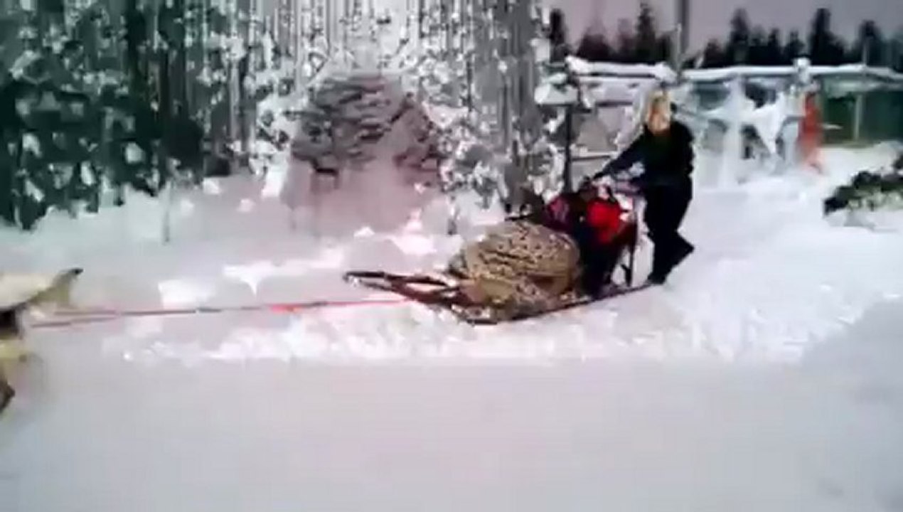 Depart traineau husky