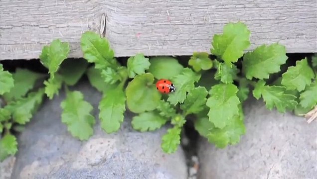 Stratégie nationale pour la biodiversité : le temps de l'engagement