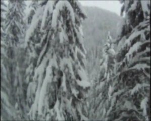 Copain des bois en Tarentaise
