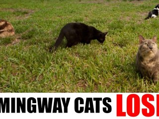Hemingway Cats Lose Court Battle Against US Government