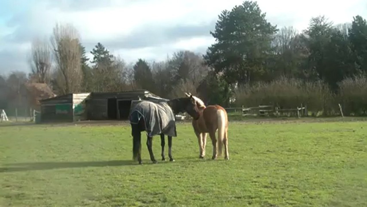 17.12.2012.w.intregration.gringo