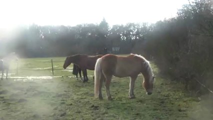 17.12.2012.zc.intregration.gringo