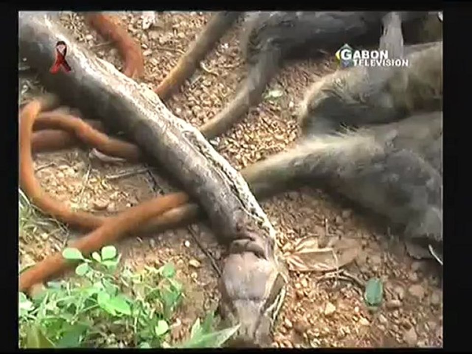 JT GABONAIS DU LUNDI 17/12/2012 DE GABON TELEVISION