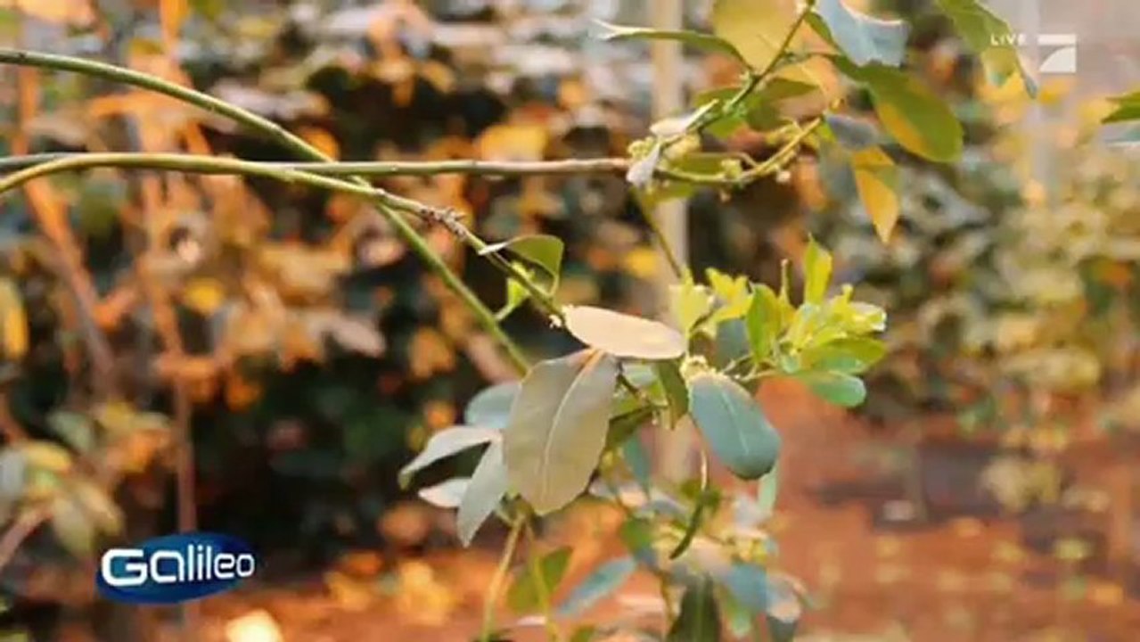 Showreel ed-media Kameramann Autor Videojournalist Eric Deyerler