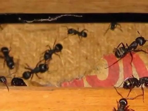 Bellingham WA Home Inspector King of the House Home Inspection