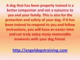 Dog Training For Your Beloved Canine Friend