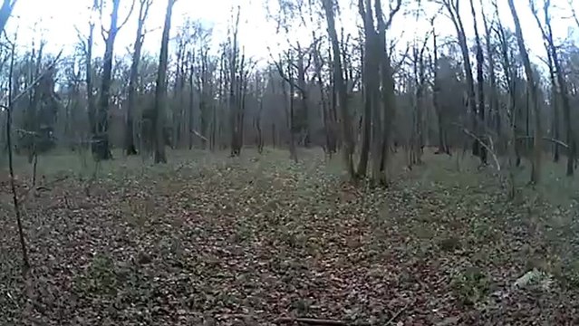 chevreuils dans la traque vu par les lunettes HD camsports chez THE HUNTING SHOP