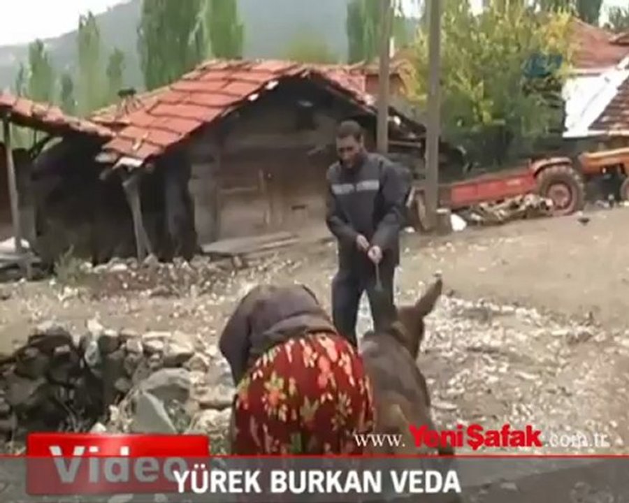 Yaşlı teyze eşeğe böyle yalvardı
